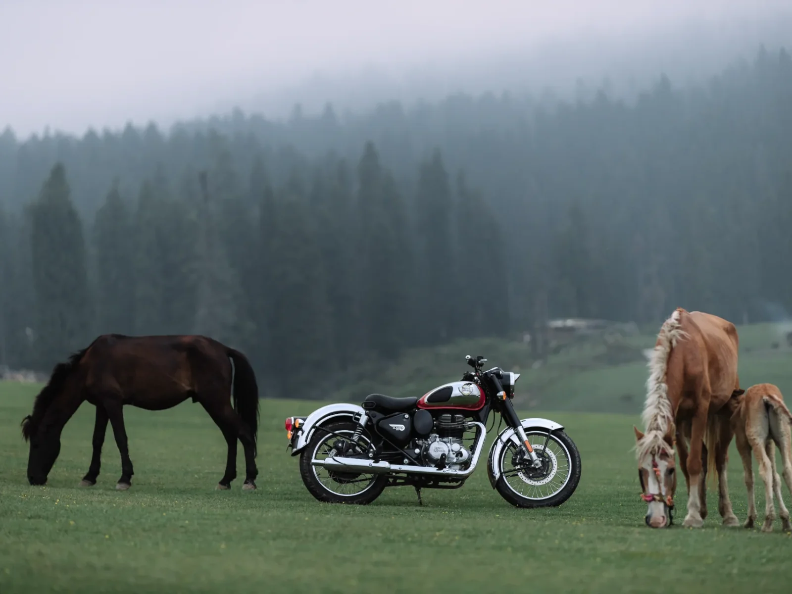 Royal-Enfield CLASSIC 350 foto 11